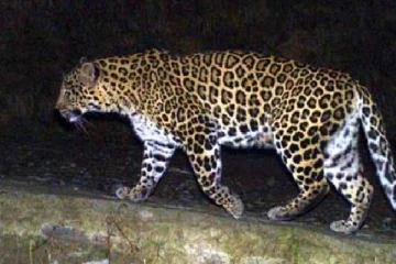 விளையாடிக் கொண்டிருந்த சிறுமியை இழுத்து சென்ற சிறுத்தை