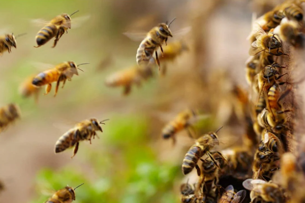 கிரிக்கெட் போட்டியின் போது சூழ்ந்த தேனீக்கள் - நடுவர் உயிரிழப்பு; வீரர்கள் காயம் | Umpire Dies In Bee Attack During Up Cricket Match