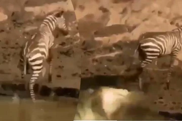 ஆபத்தை உணராத வரிக்குதிரை! நொடியில் உயிர் தப்பிய திகில் காட்சி