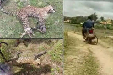 சிறுத்தையை பைக்கில் கட்டி இழுத்துச் சென்ற இளைஞர்! ஷாக் வீடியோ