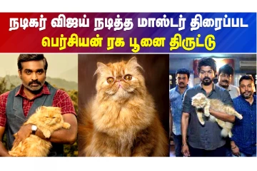 பெர்சியன் ரக பூனையை திருடி சென்ற மர்மநபர்கள்