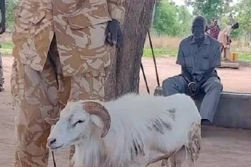 பெண்ணை கொன்ற ஆட்டுக்கு சிறை தண்டனை!