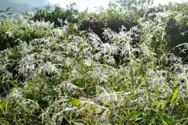 மத்திய மலைநாட்டில் கடும் குளிரான காலநிலை! | Very Cold Weather In Central Highlands மத்திய மலைநாட்டில் கடும் குளிரான காலநிலை! | Very Cold Weather In Central Highlands