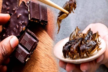 இனி சாக்லேட் இல்லை.. பூச்சிகள் தான்! அதிரடியாக வெளியான தகவல்