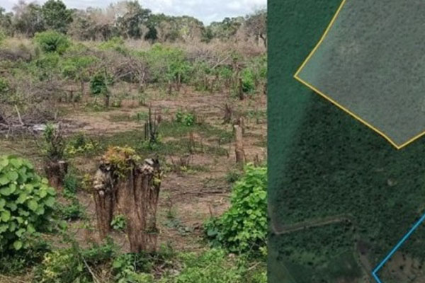 தமிழர்பகுதியில் வனப்பகுதி தனிநபர்களால் அழிப்பு | Destruction Forests By Individuals In Tamil Region