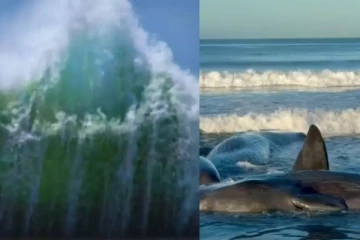 13 அடி உயரத்திற்கு எழும்பிய சுனாமி - ஜப்பானில் கரை ஒதுங்கும் திமிங்கலங்கள்