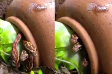 பூச்சட்டியில் இருந்து வெளியே எட்டிப்பார்த்த எக்கச்சக்க பாம்புகள் - வைரல் காணொளி