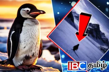வைரலாகும் அண்டார்டிகா பென்குயினின் உருக்கமான காணொளி...!