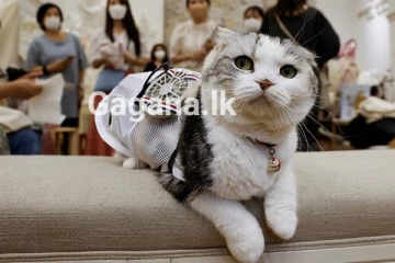 පූසන්ට ඉතා විශේෂ වූ දිනය ගැන ඔබ දැනුවත්ද../