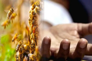 குளவிக்கொட்டுக்கு இலக்காகி குடும்பப் பெண் உயிரிழப்பு