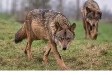 உ பி யை தொடர்ந்து ம.பி.யிலும்..மனித வேட்டையாடும் ஓநாய்கள் - அச்சத்தில் உறைந்த மக்கள்!