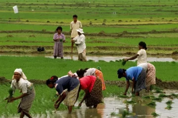 වී වගාව සම්බන්ධයෙන් සියලුම ගොවීන්ට මහවැලි අධිකාරියෙන් දැනුම්දීමක්