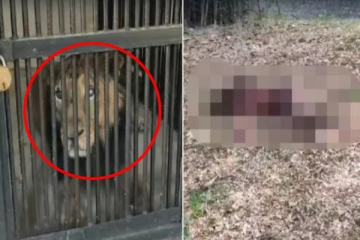 திருப்பதி: சிங்கத்துடன் செல்ஃபி எடுக்க முயன்ற நபர் - விபரீத ஆசையால் நேர்ந்த சோகம்!