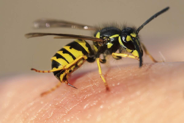 11 பேரை வைத்தியசாலைக்கு அனுப்பிய குளவி! | The Wasp That Sent 11 People To The Hospital