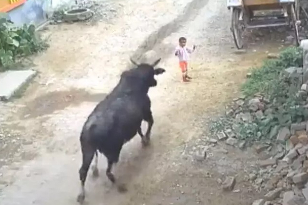 4 வயது குழந்தையை தூக்கி வீசிய காளை - நெஞ்சை உலுக்கும் வீடியோ | Bull Threw 4 Year Old Child With Horn Viral Video 4 வயது குழந்தையை தூக்கி வீசிய காளை - நெஞ்சை உலுக்கும் வீடியோ | Bull Threw 4 Year Old Child With Horn Viral Video