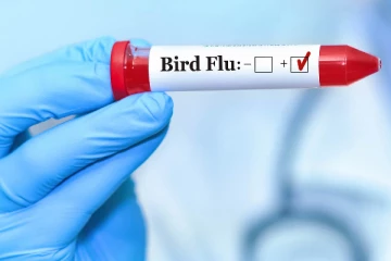 கனடாவில் பறவைக் காய்ச்சல் பரவும் அபாயம்