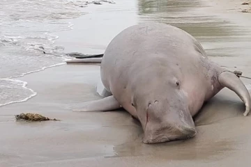 மன்னார் கடல் பகுதியில் கரை ஒதுங்கிய கடல் பசு