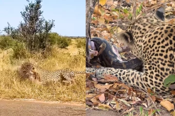 Viral Video: காட்டில் தனிராஜாவாக வேட்டையாடும் புலி! திகில் காணொளி