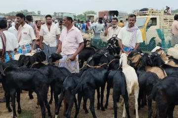 களைகட்டும் தீபாவளி.. ஒரே நாளில் ரூ. 5 கோடிக்கு விற்பனையான ஆடுகள் - பரபரக்கும் சந்தை!