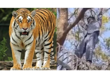 காதலியை Impress செய்ய புலி கூண்டில் குதித்த இளைஞர்..அடுத்த நடந்த ட்விஸ்ட் - வைரல் வீடியோ!