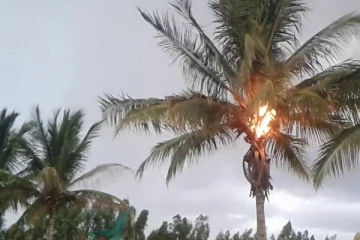 தென்னந்தோப்பில் திடீரென தீப்பரவல் - புத்தளத்தில் சம்பவம்