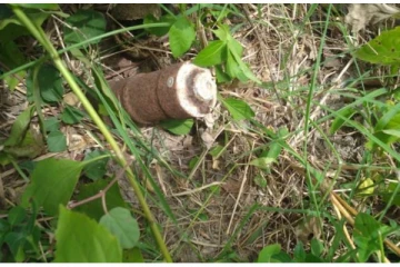 கிளிநொச்சியில் இரண்டு செல்கள் மீட்பு