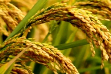 12 வருட ஆராய்ச்சியின் பலன் ;  புதிய நெல் கண்டுபிடிப்பு