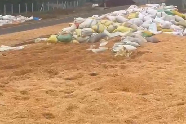 மன்னாரில் கண்டுபிடிக்கப்பட்ட பல டொன் பழுதடைந்த சோள விதைகள்! எடுக்கப்படவுள்ள நடவடிக்கை | Tons Of Spoiled Corn Seeds Were Brought To Mannar