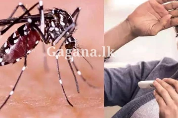 ඩෙංගු මැඩලන්න දුරකථන අංකයක් - වැඩේ වෙන්නෙ මෙහෙමයි..