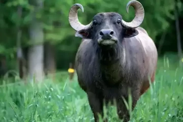 எருமைக்கு யார் உரிமை? காவல் துறையால் முடியாத பஞ்சாயத்தை தீர்த்த எருமை