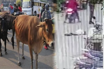 சாலையில் சென்ற முதியவர்.. மாடு முட்டி தூக்கியதில் உயிரிழப்பு - அதிர்ச்சி!