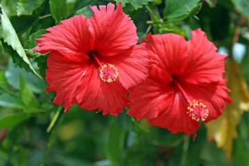 நிதி நிலைமையை உயர்த்தும் செம்பருத்தி செடி; எங்கு நடலாம்?