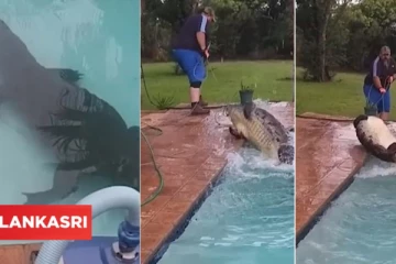 நீச்சல் குளத்துக்கு குளிக்கச் சென்ற தம்பதி கண்ட திகிலடைய வைத்த காட்சி: வெளியான வீடியோ