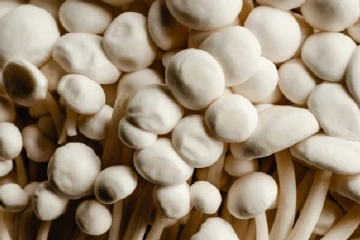 கனடாவில் இந்த வகை காளான் உட்கொள்வோருக்கு எச்சரிக்கை