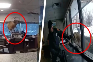 நியூயோர்க் வங்கியில் ஒலித்த எச்சரிக்கை மணி; மானை கண்டு திகைத்த பொலிஸார்