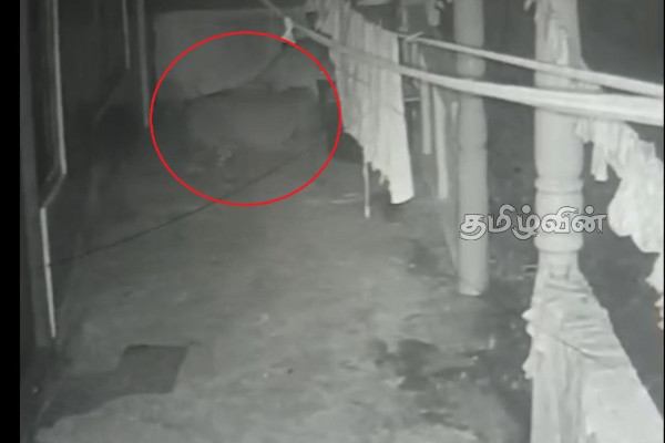 ஹட்டனில் வீடுகளை நெருங்கி வரும் மலைப்புலிகள்: பெரும் அச்சத்தில் தோட்ட மக்கள் | Leopard Roaming Around Hatton People In Fear