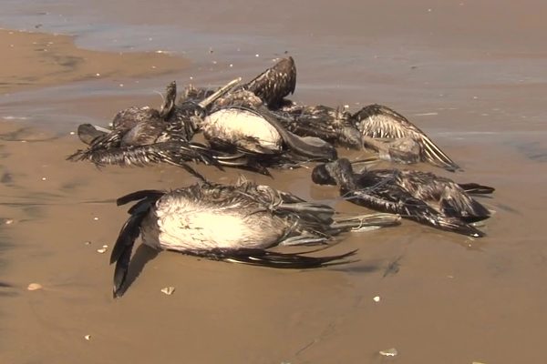 நாடொன்றில் ஆயிரக்கணக்கான பெலிகன் பறவைகள் உயிரிழப்பு! | Bird Flu Kills Thousands Of Pelicans