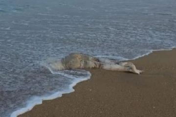 கல்பிட்டியில் கரையொதிங்கிய அடையாளம் தெரியாத சடலம்