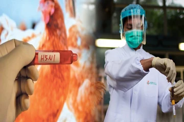 இலங்கையில் பறவைக் காய்ச்சல் தொற்று பரவுகை கிடையாது : சந்தேகத்திற்கு முற்றுப்புள்ளி