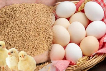 முட்டை விலை தொடர்பில் வெளியான தகவல்