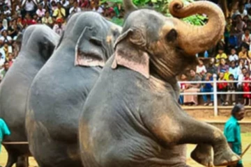 இலங்கையில் மிருகங்களுடன் புகைப்படம் எடுக்க கட்டணம் - புதிய நடைமுறை