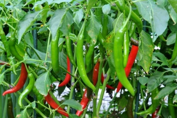 பச்சை மிளகாய் விலையில் ஏற்பட்டுள்ள திடீர் மாற்றம்