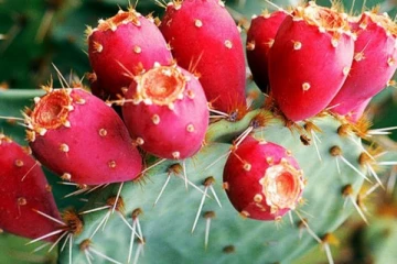 முள்ளு முள்ளாக இருக்கும் செடியில் காய்க்கும் பழத்தில் இவ்வளவு நன்மைகளா? கட்டாயம் தெரிந்து கொள்ளுங்கள்