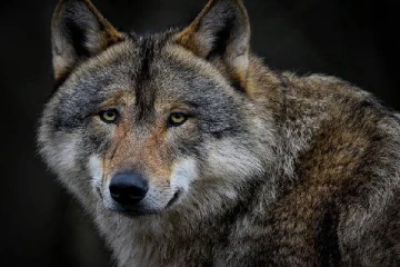 மனிதர்களை கொடூரமாக வேட்டையாடும் ஓநாய்கள்..7 குழந்தைகள் பலி - நடுங்கும் கிராம மக்கள்!