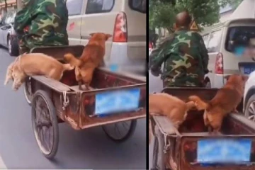 ஓடும் வண்டியிலிருந்து நாயொன்று செய்த காரியம்! வியந்து போன இணையவாசிகள்