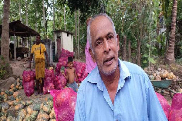 விற்க முடியாமல் தேங்கிக் கிடக்கும் பூசணிக்காய்கள் : விவசாயிகள் கடும் நெருக்கடி | Pumpkin Harvest Rots Without A Price