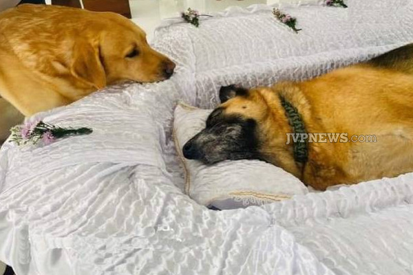 இலங்கையில் கண்ணீரை வர வைக்கும் ஒரு சோக சம்பவம் பதிவு! | Sri Lanka Two Pet Dogs Death Very Sad Incident