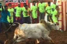 உலக பிரசித்த பெற்ற அலங்காநல்லூர் ஜல்லிக்கட்டு: கொடியசைத்து தொடங்கி வைத்த ஓபிஎஸ்- இபிஎஸ்