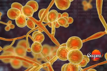 මාරාන්තික දිලීරයකට බෙහෙතක් ගේන්න අනුමැතිය