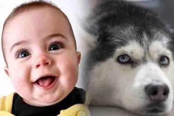 பிரான்சில் பிறந்து சில நாட்களே ஆன குழந்தைக்கு செல்லப்பிராணியால் நேர்ந்த துயரம்